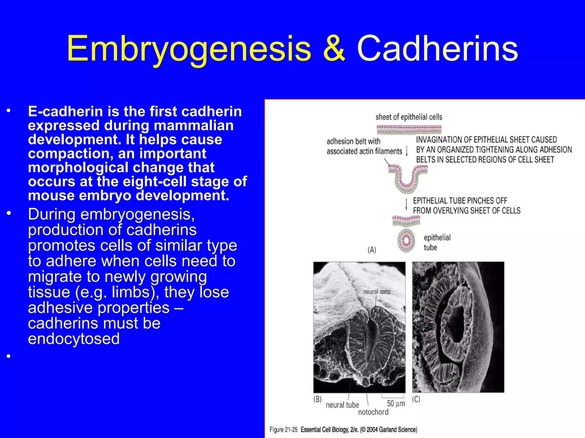 Embryogenesis & Cadherins
•

E-cadherin is the first cadherin
expressed during mammalian
development. It helps cause
compaction, an important
morphological change that
occurs at the eight-cell stage of
mouse embryo development.

•

During embryogenesis,
production of cadherins
promotes cells of similar type
to adhere when cells need to
migrate to newly growing
tissue (e.g. limbs), they lose
adhesive properties –
cadherins must be
endocytosed

•

 