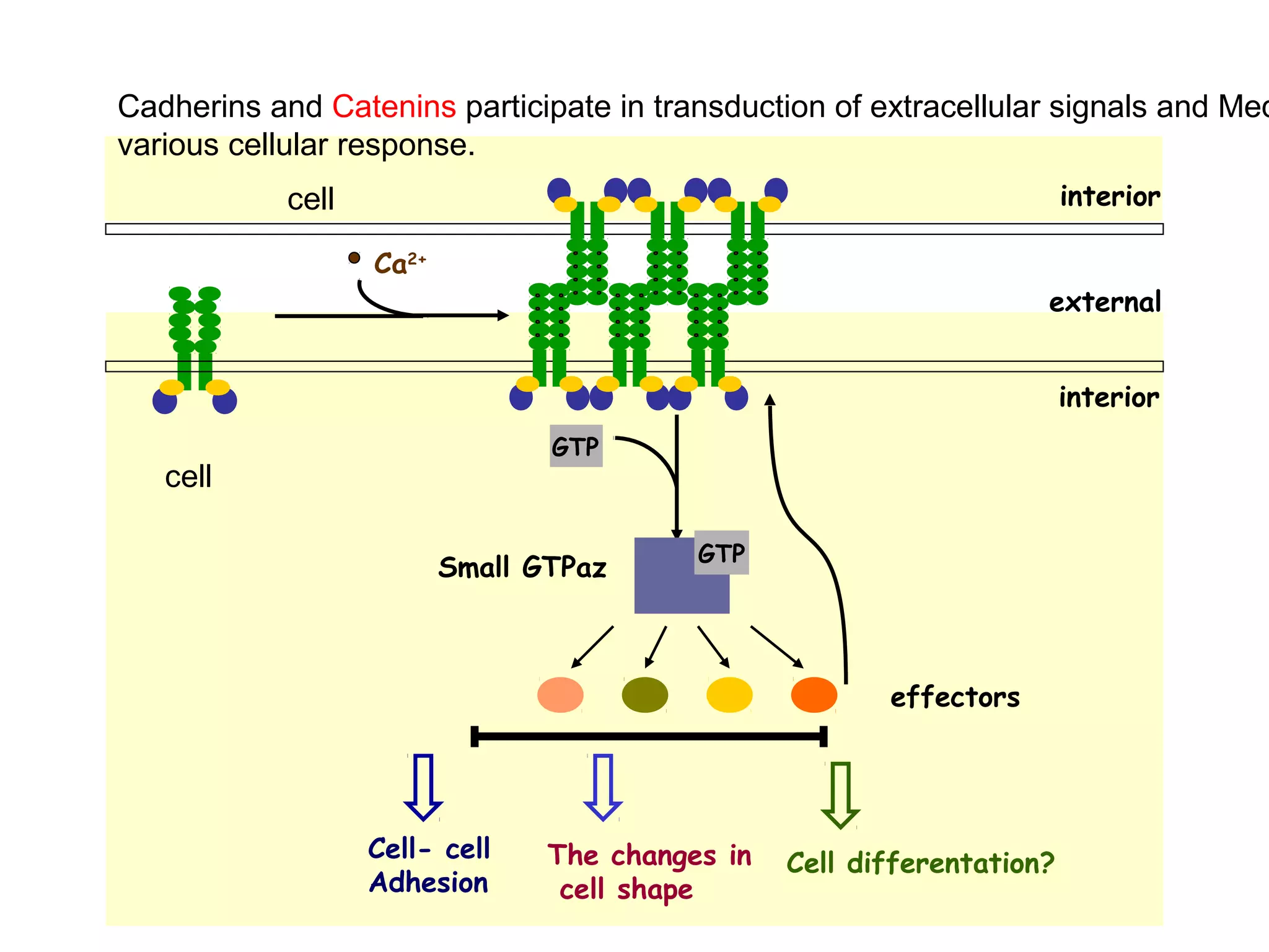 Cadherins and Catenins participate in transduction of extracellular signals and Med
various cellular response.
interior

cell
Ca2+

external
interior
GTP

cell

Small GTPaz

GTP

effectors

Cell- cell
Adhesion

The changes in
cell shape

Cell differentation?

 