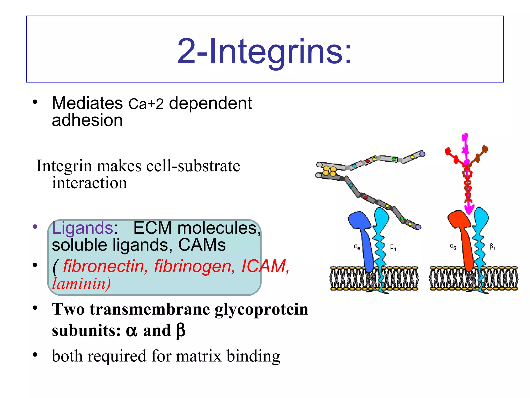 2-Integrins:
• Mediates Ca+2 dependent
adhesion
Integrin makes cell-substrate
interaction
• Ligands: ECM molecules,
soluble ligands, CAMs
• ( fibronectin, fibrinogen, ICAM,
laminin)
• Two transmembrane glycoprotein
subunits: α and β
• both required for matrix binding

 