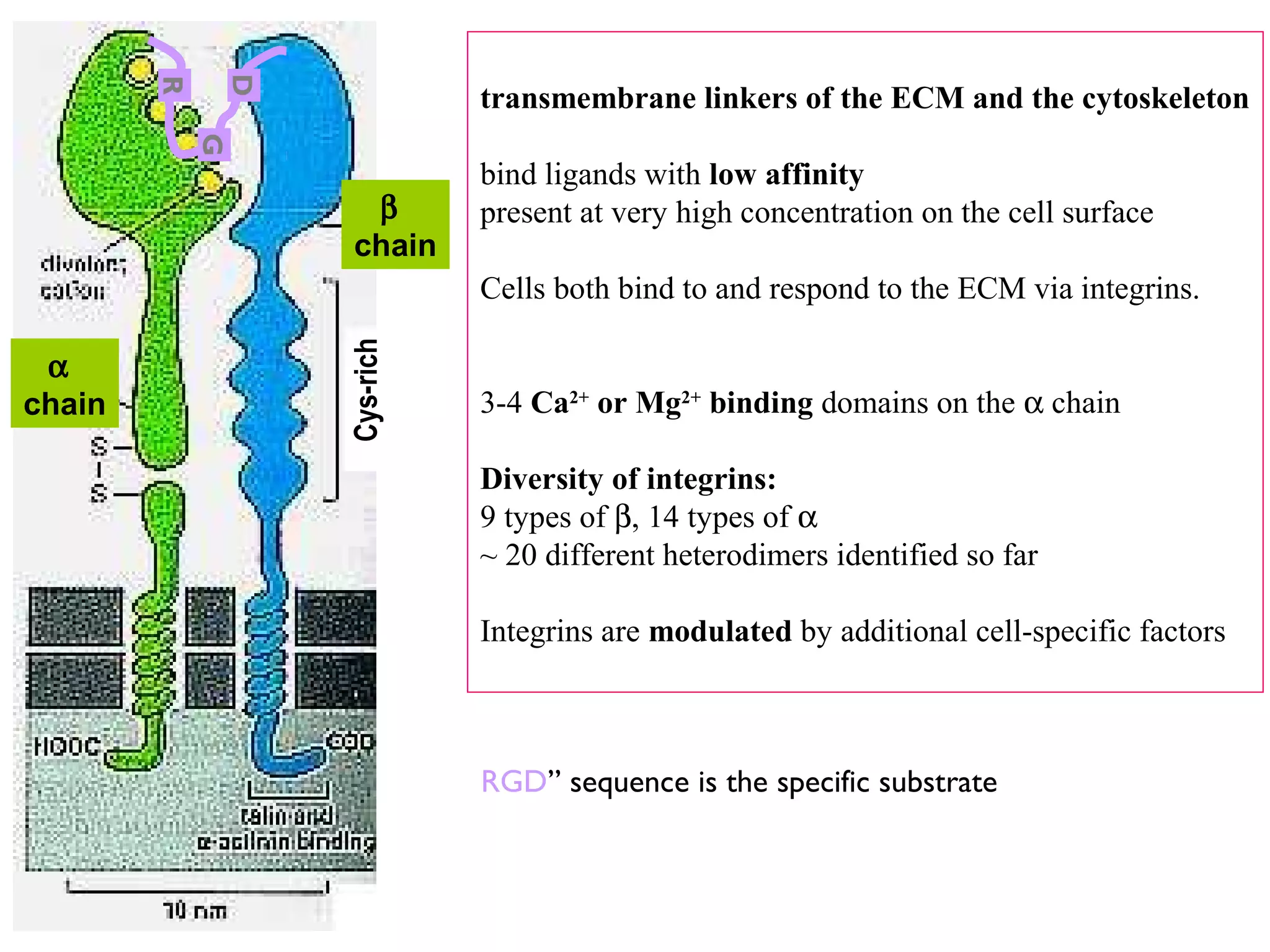 D

R

transmembrane linkers of the ECM and the cytoskeleton

G

β
chain

bind ligands with low affinity
present at very high concentration on the cell surface

α
chain

Cys-rich

Cells both bind to and respond to the ECM via integrins.
3-4 Ca2+ or Mg2+ binding domains on the α chain
Diversity of integrins:
9 types of β, 14 types of α
~ 20 different heterodimers identified so far
Integrins are modulated by additional cell-specific factors

RGD” sequence is the specific substrate

 