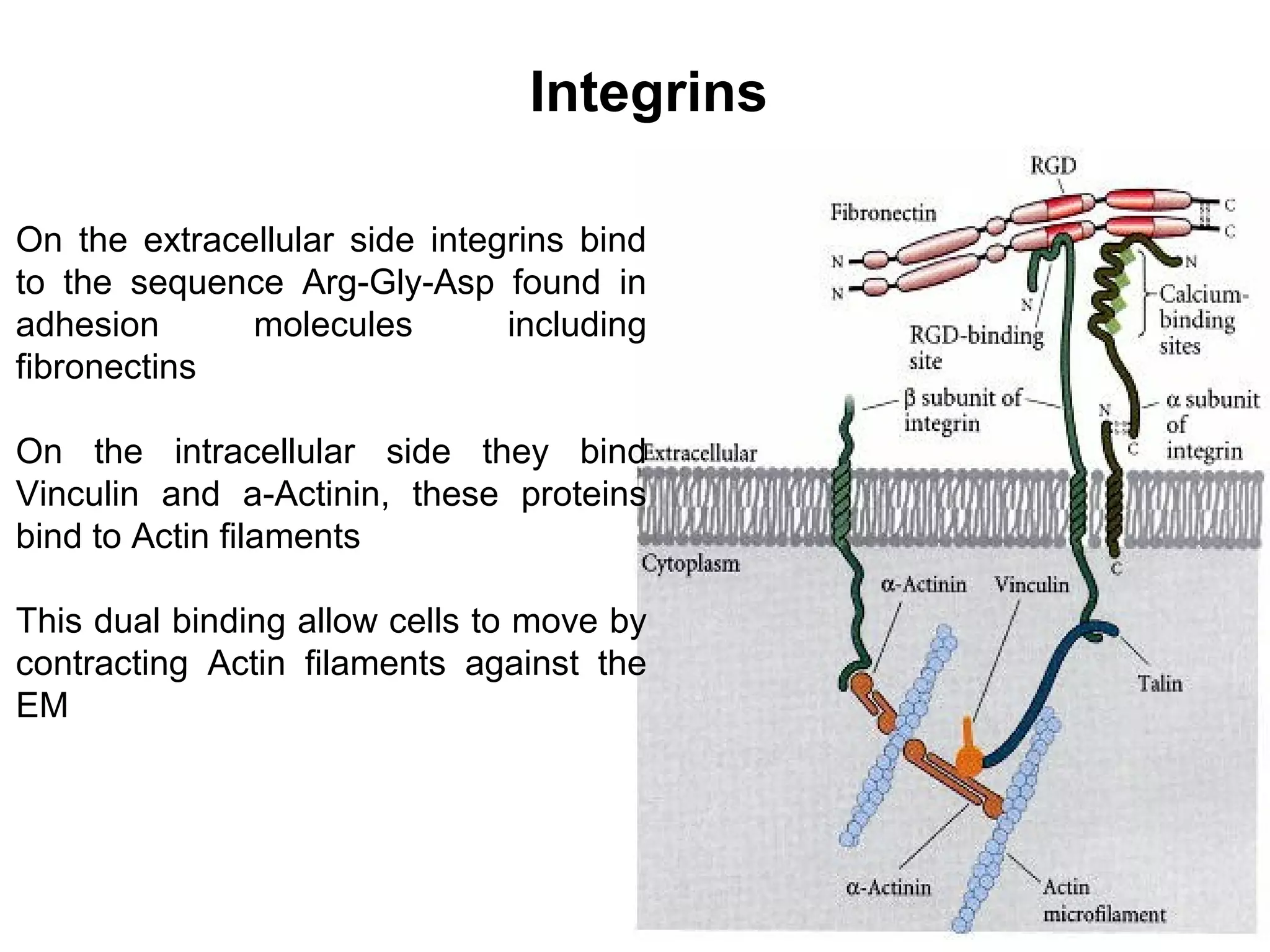 Integrins
On the extracellular side integrins bind
to the sequence Arg-Gly-Asp found in
adhesion
molecules
including
fibronectins
On the intracellular side they bind
Vinculin and a-Actinin, these proteins
bind to Actin filaments
This dual binding allow cells to move by
contracting Actin filaments against the
EM

 