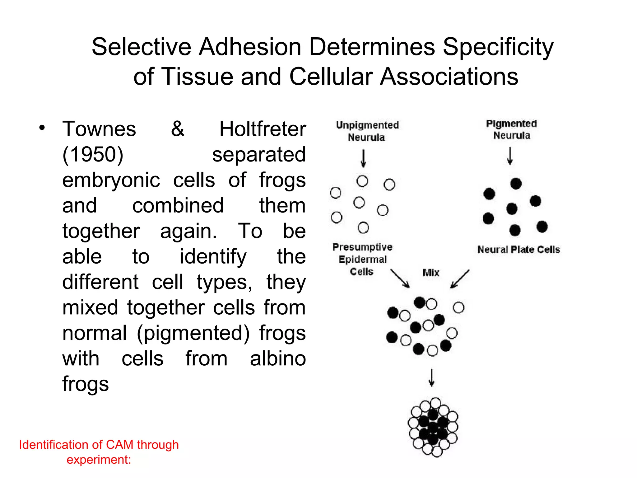 Selective Adhesion Determines Specificity
of Tissue and Cellular Associations
• Townes
&
Holtfreter
(1950)
separated
embryonic cells of frogs
and
combined
them
together again. To be
able to identify the
different cell types, they
mixed together cells from
normal (pigmented) frogs
with cells from albino
frogs
Identification of CAM through
experiment:

 