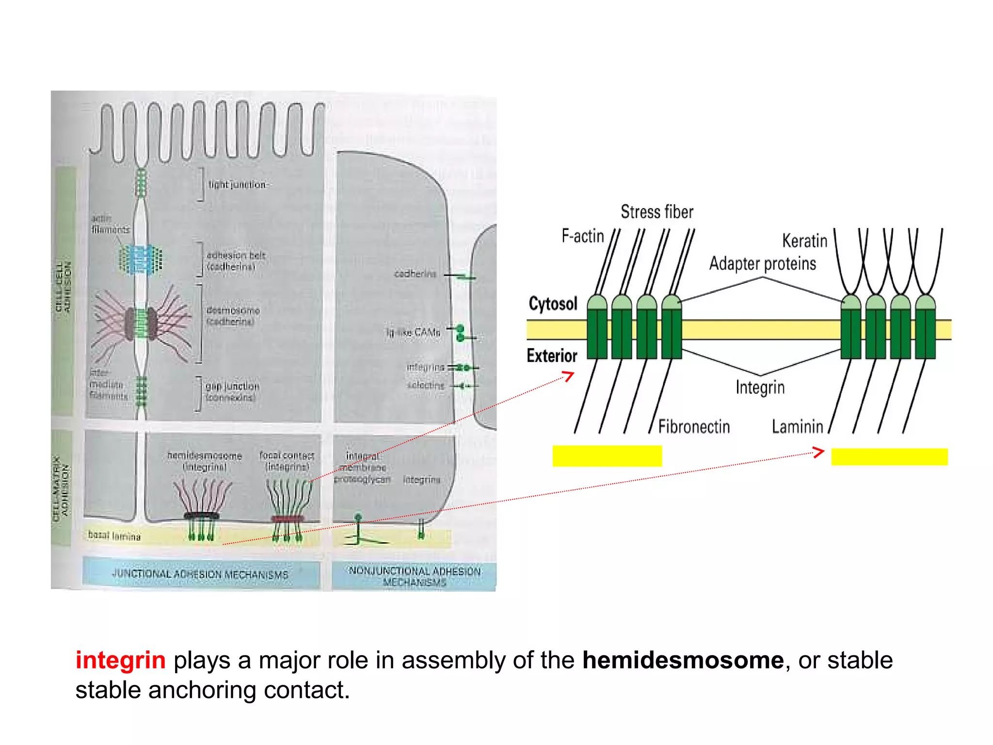integrin plays a major role in assembly of the hemidesmosome, or stable
stable anchoring contact.

 