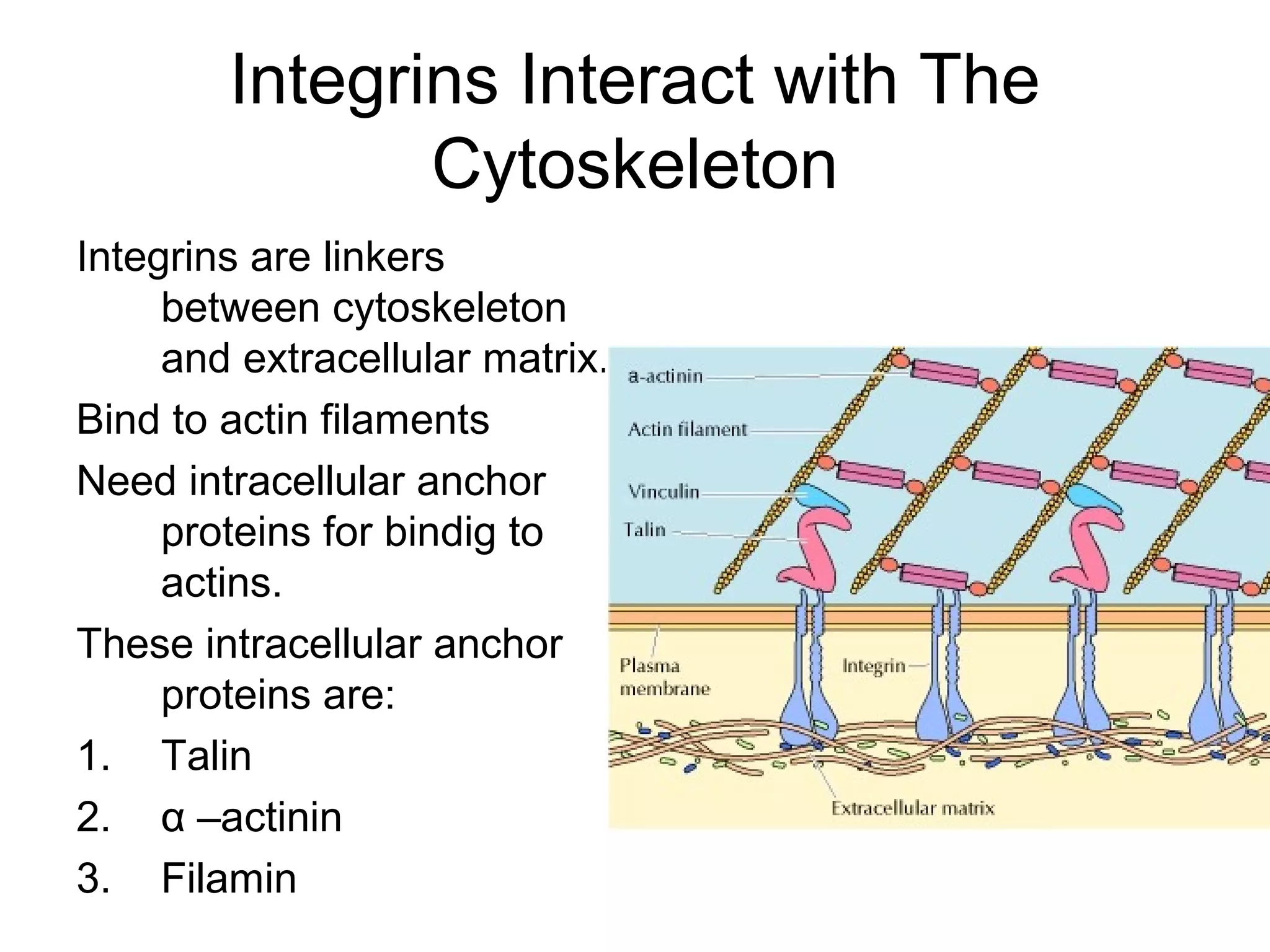 Integrins Interact with The
Cytoskeleton
Integrins are linkers
between cytoskeleton
and extracellular matrix.
Bind to actin filaments
Need intracellular anchor
proteins for bindig to
actins.
These intracellular anchor
proteins are:
1. Talin
2. α –actinin
3. Filamin

 