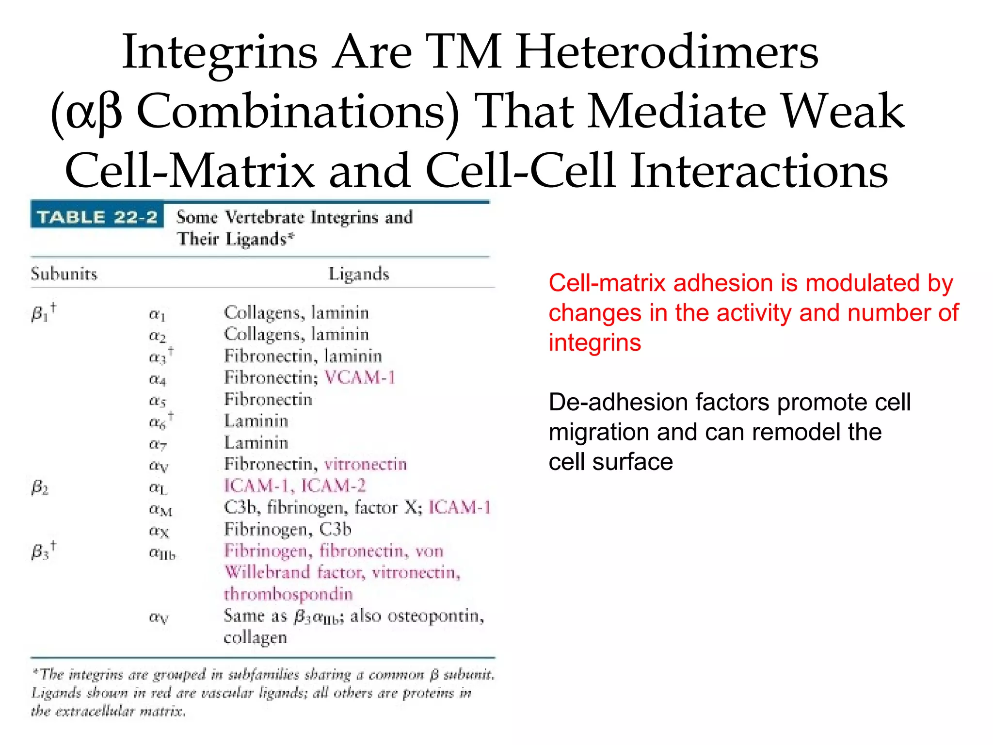 Integrins Are TM Heterodimers
(αβ Combinations) That Mediate Weak
Cell-Matrix and Cell-Cell Interactions
Cell-matrix adhesion is modulated by
changes in the activity and number of
integrins
De-adhesion factors promote cell
migration and can remodel the
cell surface

 