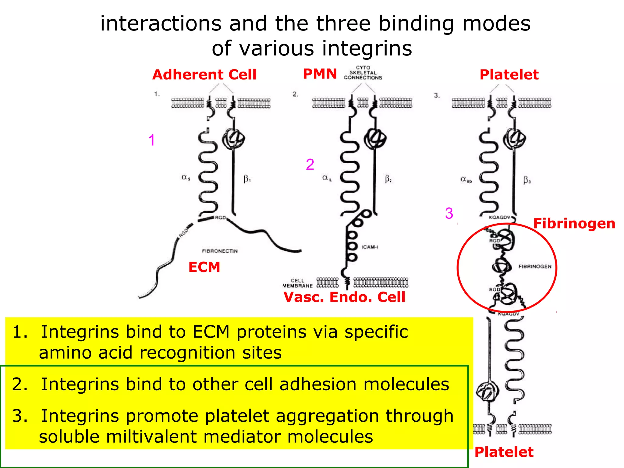 interactions and the three binding modes
of various integrins
Adherent Cell

PMN

Platelet

1
2
3

Fibrinogen

ECM
Vasc. Endo. Cell

1. Integrins bind to ECM proteins via specific
amino acid recognition sites
2. Integrins bind to other cell adhesion molecules
3. Integrins promote platelet aggregation through
soluble miltivalent mediator molecules

Platelet

 