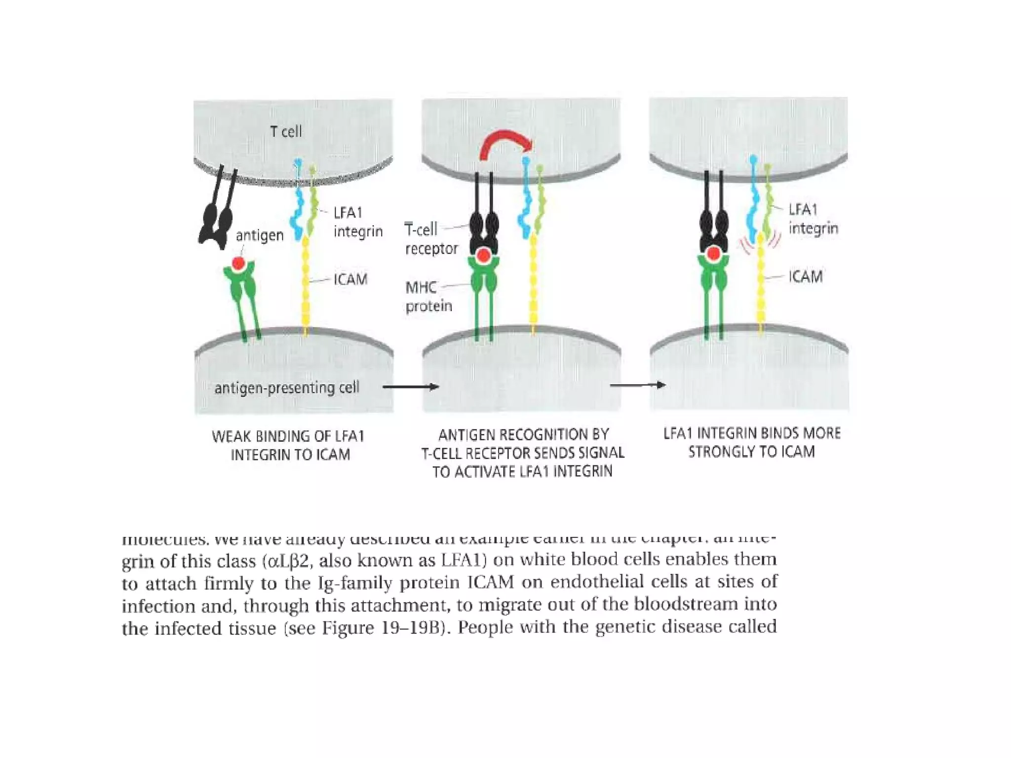 2. Integrins bind to other cell adhesion molecules

 