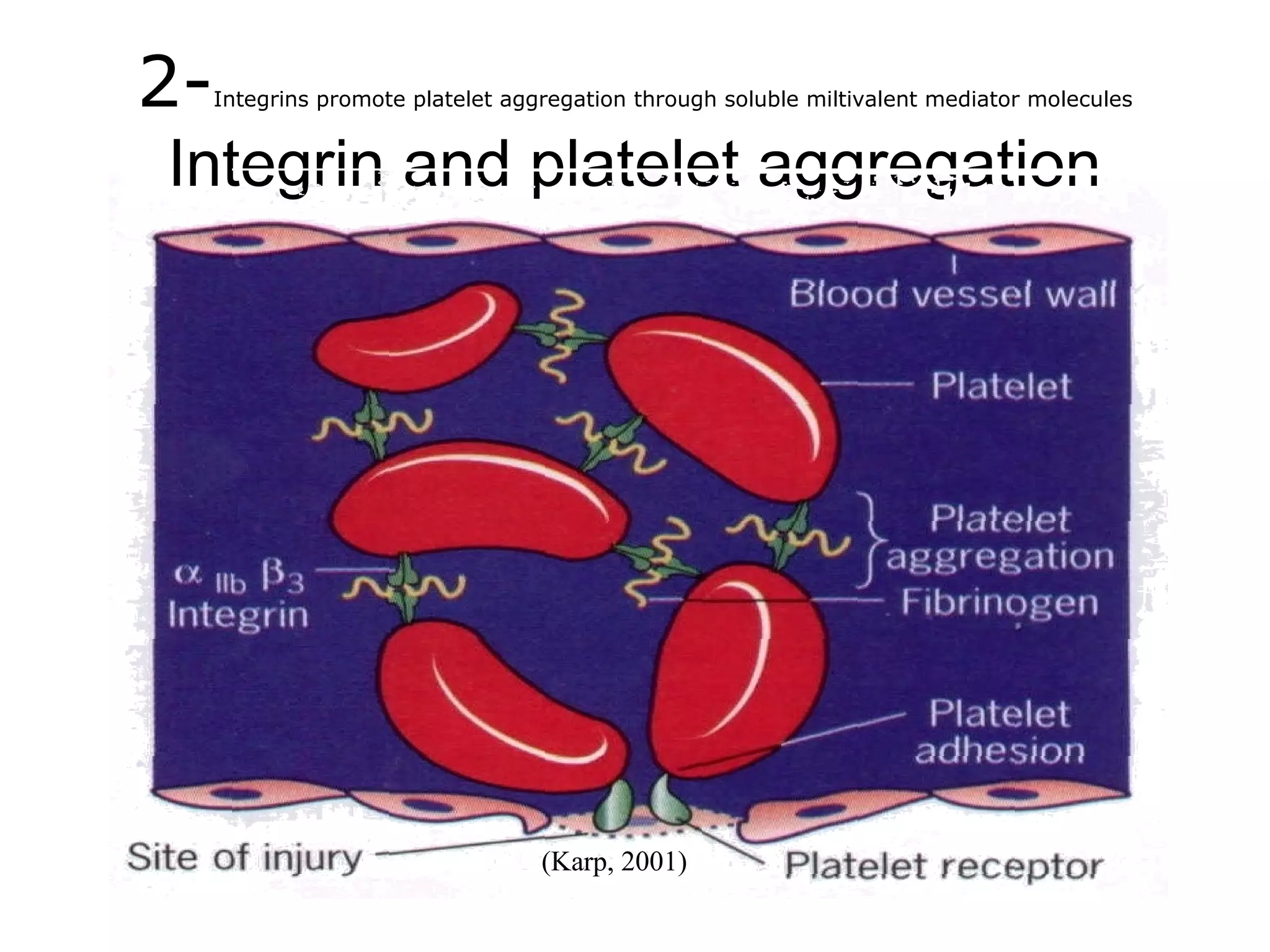 2-

Integrins promote platelet aggregation through soluble miltivalent mediator molecules

Integrin and platelet aggregation

(Karp, 2001)

 