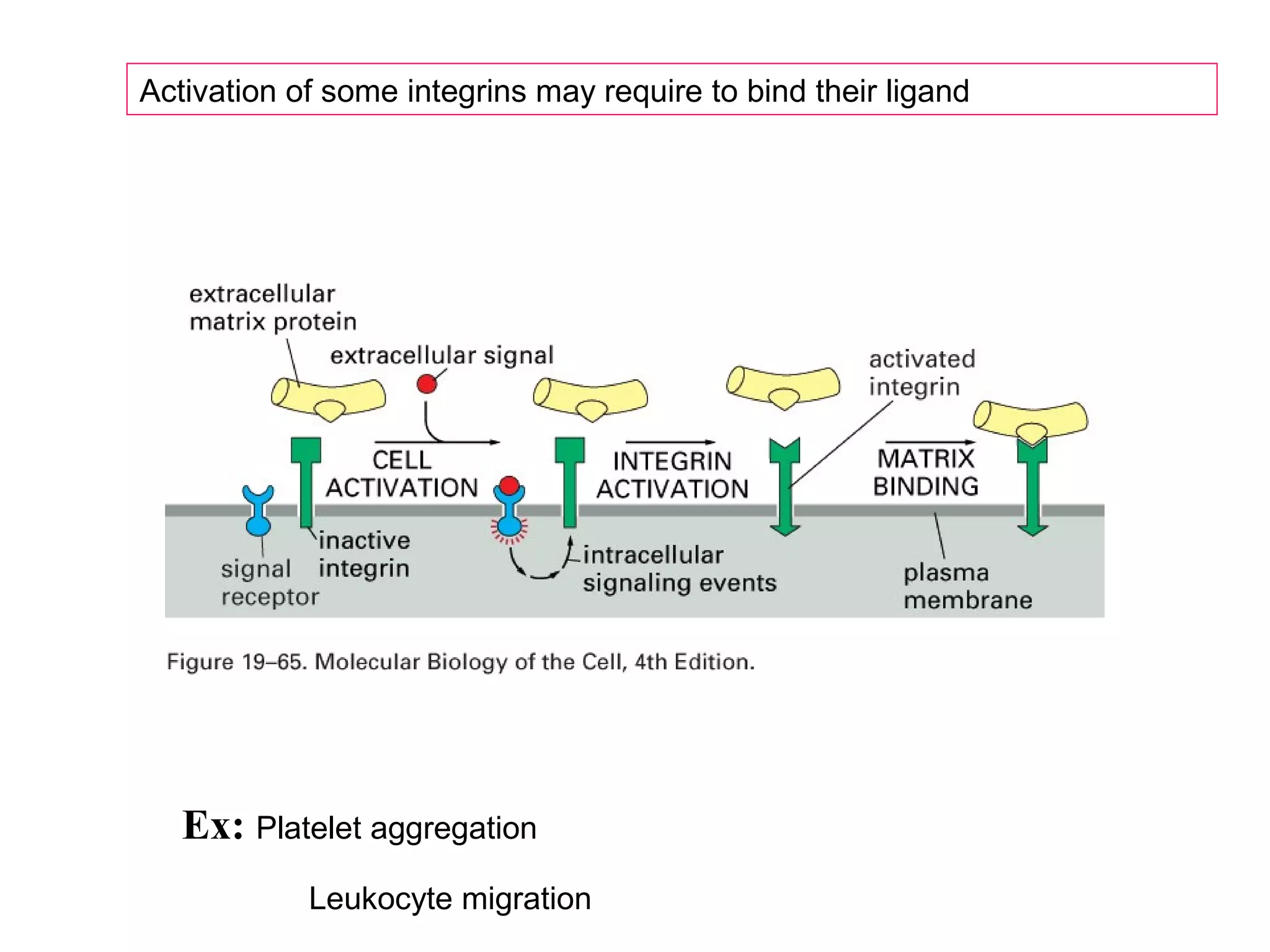 Activation of some integrins may require to bind their ligand

Ex: Platelet aggregation
Leukocyte migration

 