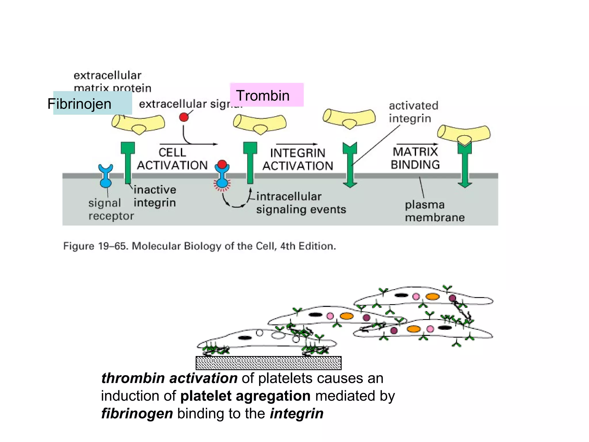 Fibrinojen

Trombin

thrombin activation of platelets causes an
induction of platelet agregation mediated by
fibrinogen binding to the integrin

 