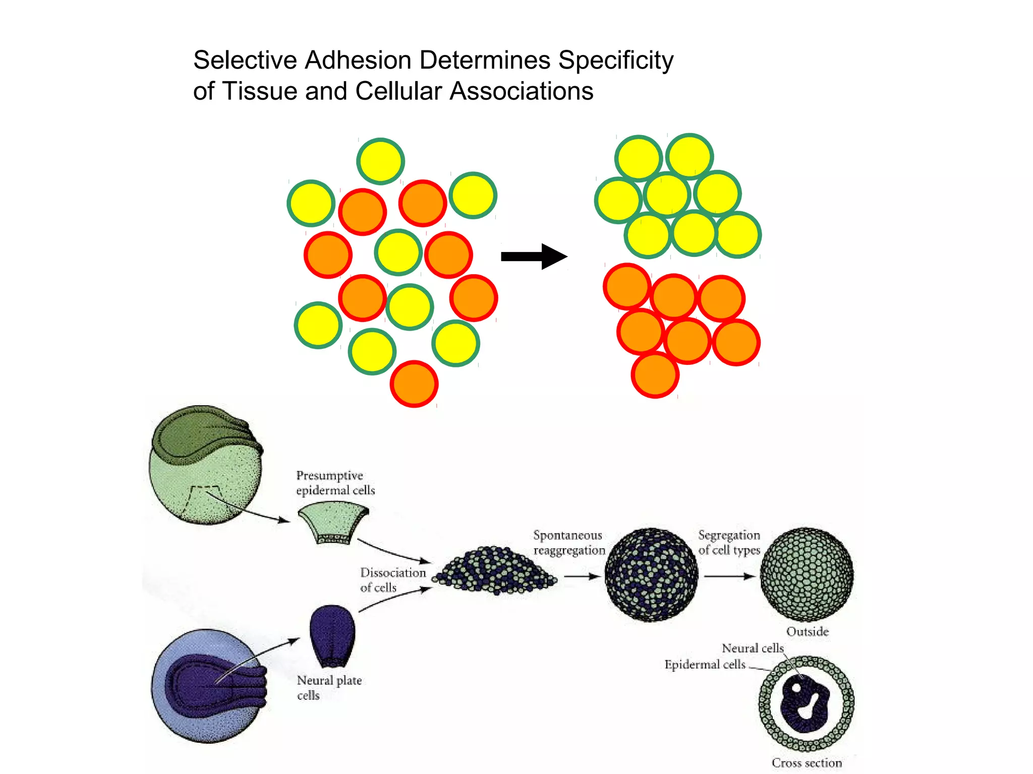 Selective Adhesion Determines Specificity
of Tissue and Cellular Associations

 