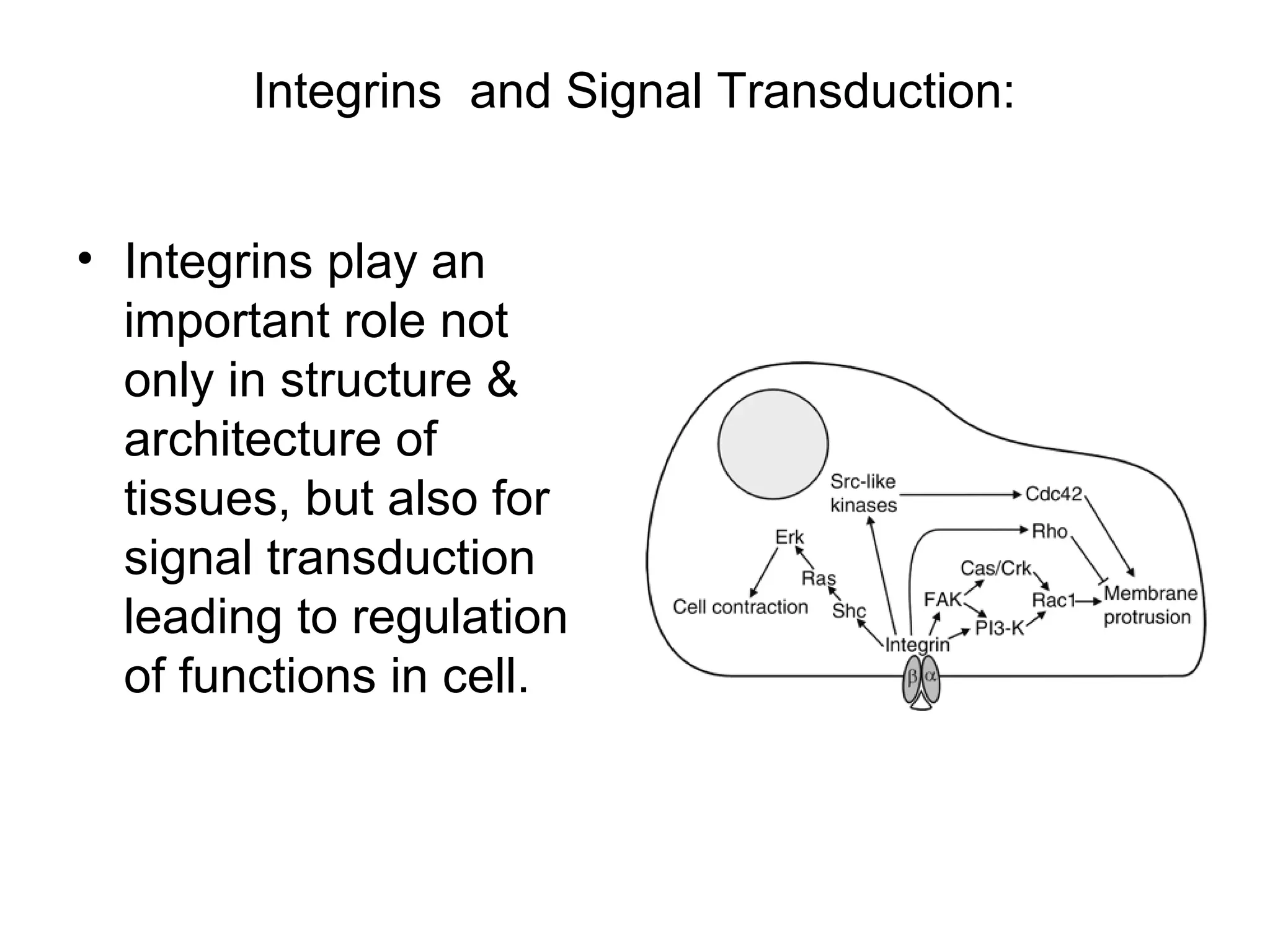 Integrins and Signal Transduction:
• Integrins play an
important role not
only in structure &
architecture of
tissues, but also for
signal transduction
leading to regulation
of functions in cell.

 
