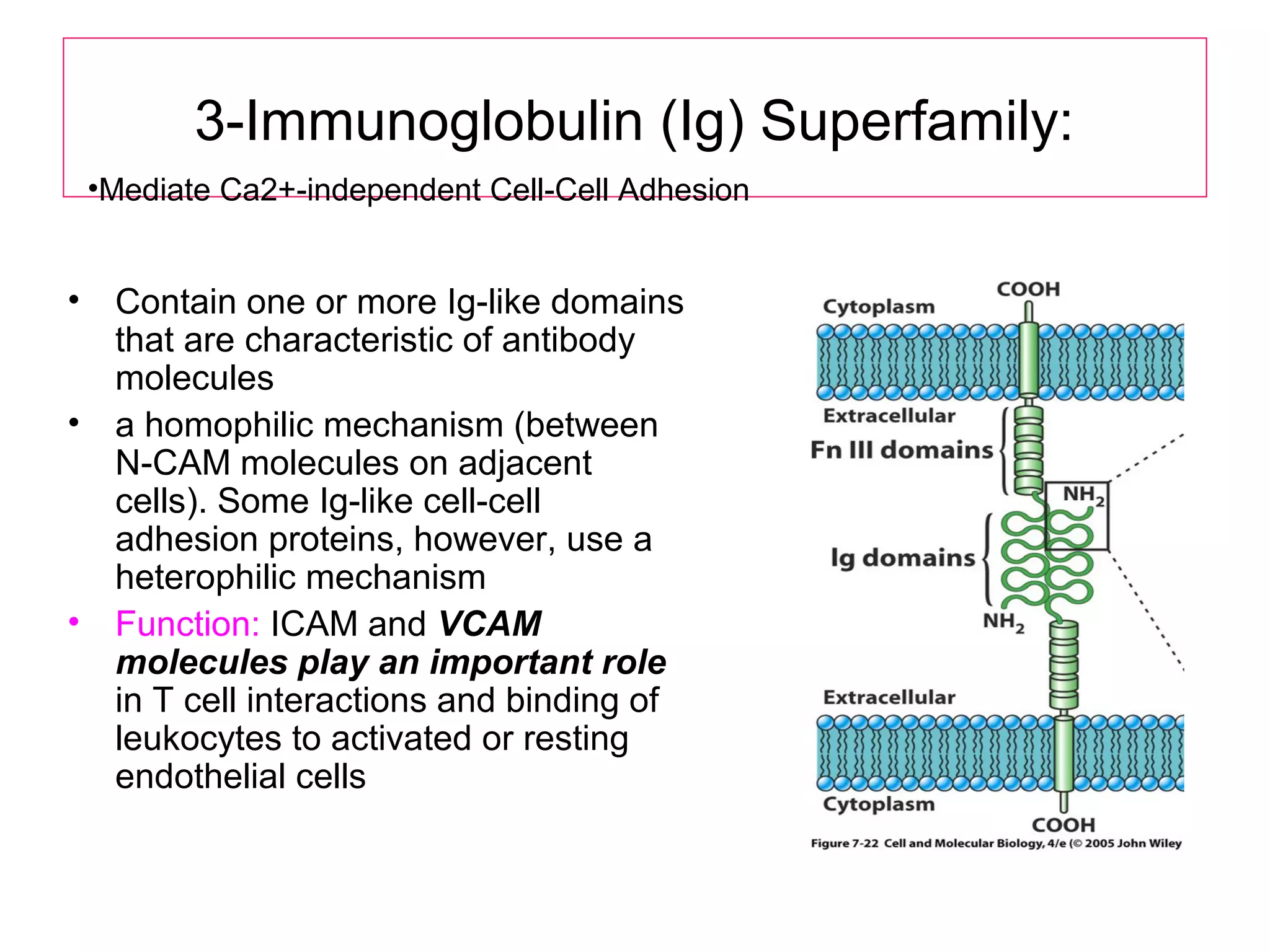 3-Immunoglobulin (Ig) Superfamily:
•Mediate Ca2+-independent Cell-Cell Adhesion

•
•

•

Contain one or more Ig-like domains
that are characteristic of antibody
molecules
a homophilic mechanism (between
N-CAM molecules on adjacent
cells). Some Ig-like cell-cell
adhesion proteins, however, use a
heterophilic mechanism
Function: ICAM and VCAM
molecules play an important role
in T cell interactions and binding of
leukocytes to activated or resting
endothelial cells

 