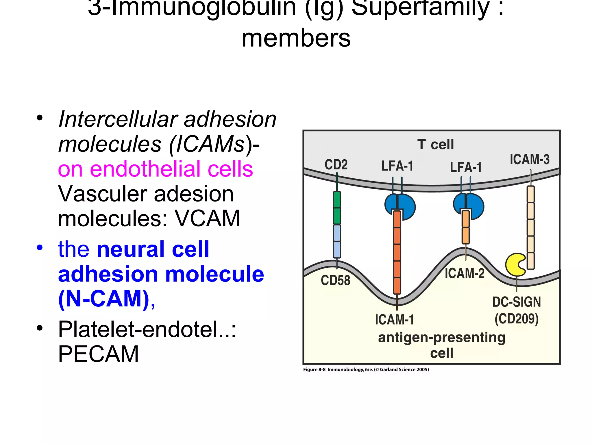 3-Immunoglobulin (Ig) Superfamily :
members
• Intercellular adhesion
molecules (ICAMs)on endothelial cells
Vasculer adesion
molecules: VCAM
• the neural cell
adhesion molecule
(N-CAM),
• Platelet-endotel..:
PECAM

 