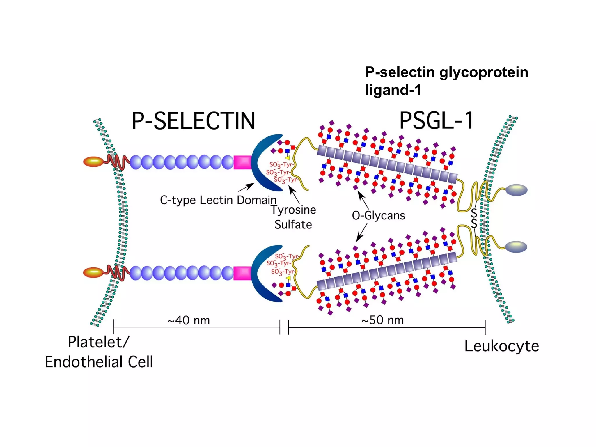 P-selectin glycoprotein
ligand-1

 