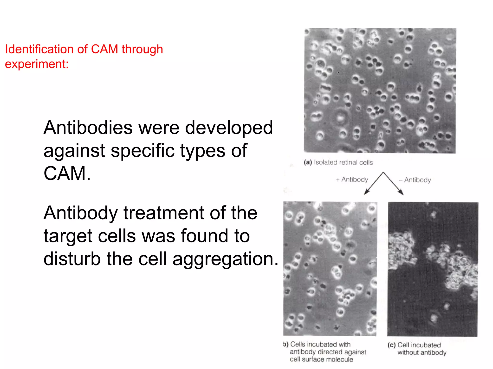 Identification of CAM through
experiment:

Antibodies were developed
against specific types of
CAM.
Antibody treatment of the
target cells was found to
disturb the cell aggregation.

 