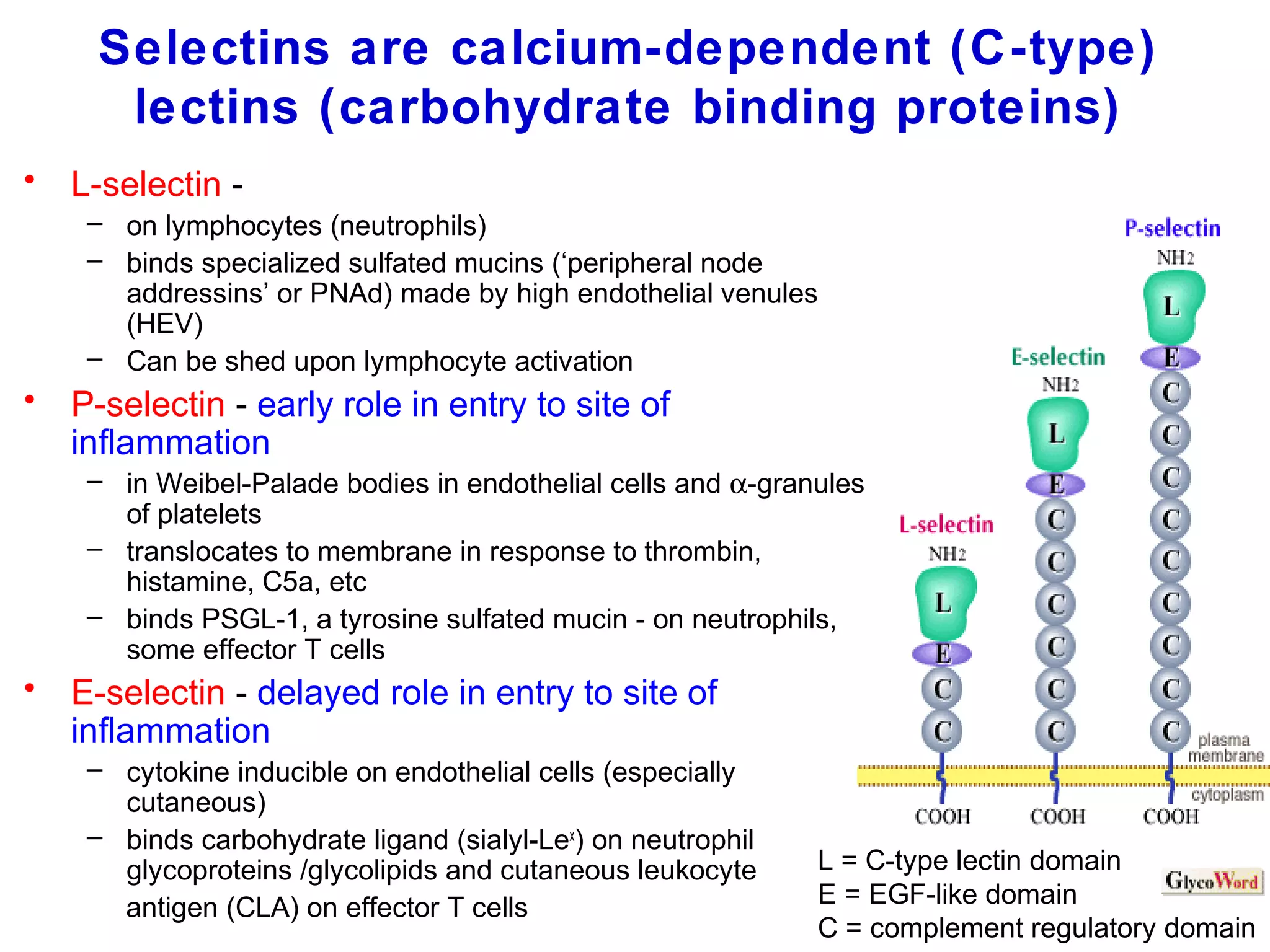 Selectins are calcium-dependent (C-type)
lectins (carbohydrate binding proteins)
•

L-selectin – on lymphocytes (neutrophils)
– binds specialized sulfated mucins (‘peripheral node
addressins’ or PNAd) made by high endothelial venules
(HEV)
– Can be shed upon lymphocyte activation

•

P-selectin - early role in entry to site of
inflammation
– in Weibel-Palade bodies in endothelial cells and α-granules
of platelets
– translocates to membrane in response to thrombin,
histamine, C5a, etc
– binds PSGL-1, a tyrosine sulfated mucin - on neutrophils,
some effector T cells

•

E-selectin - delayed role in entry to site of
inflammation
– cytokine inducible on endothelial cells (especially
cutaneous)
– binds carbohydrate ligand (sialyl-Lex) on neutrophil
glycoproteins /glycolipids and cutaneous leukocyte
antigen (CLA) on effector T cells

L = C-type lectin domain
E = EGF-like domain
C = complement regulatory domain

 