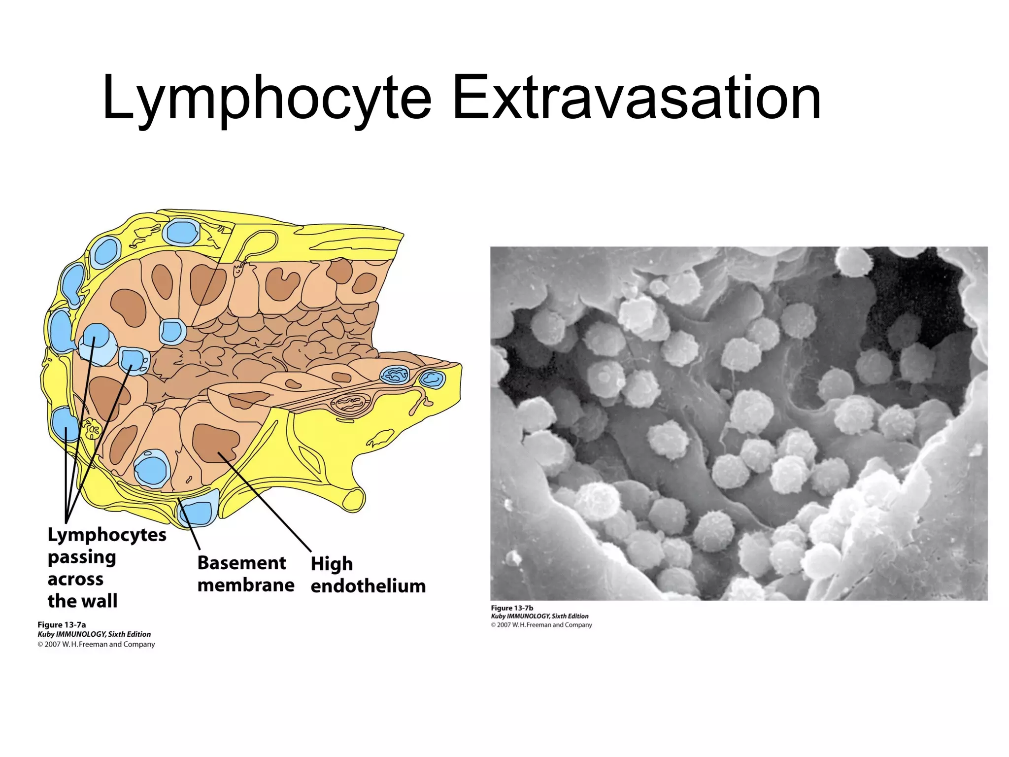 Lymphocyte Extravasation

 
