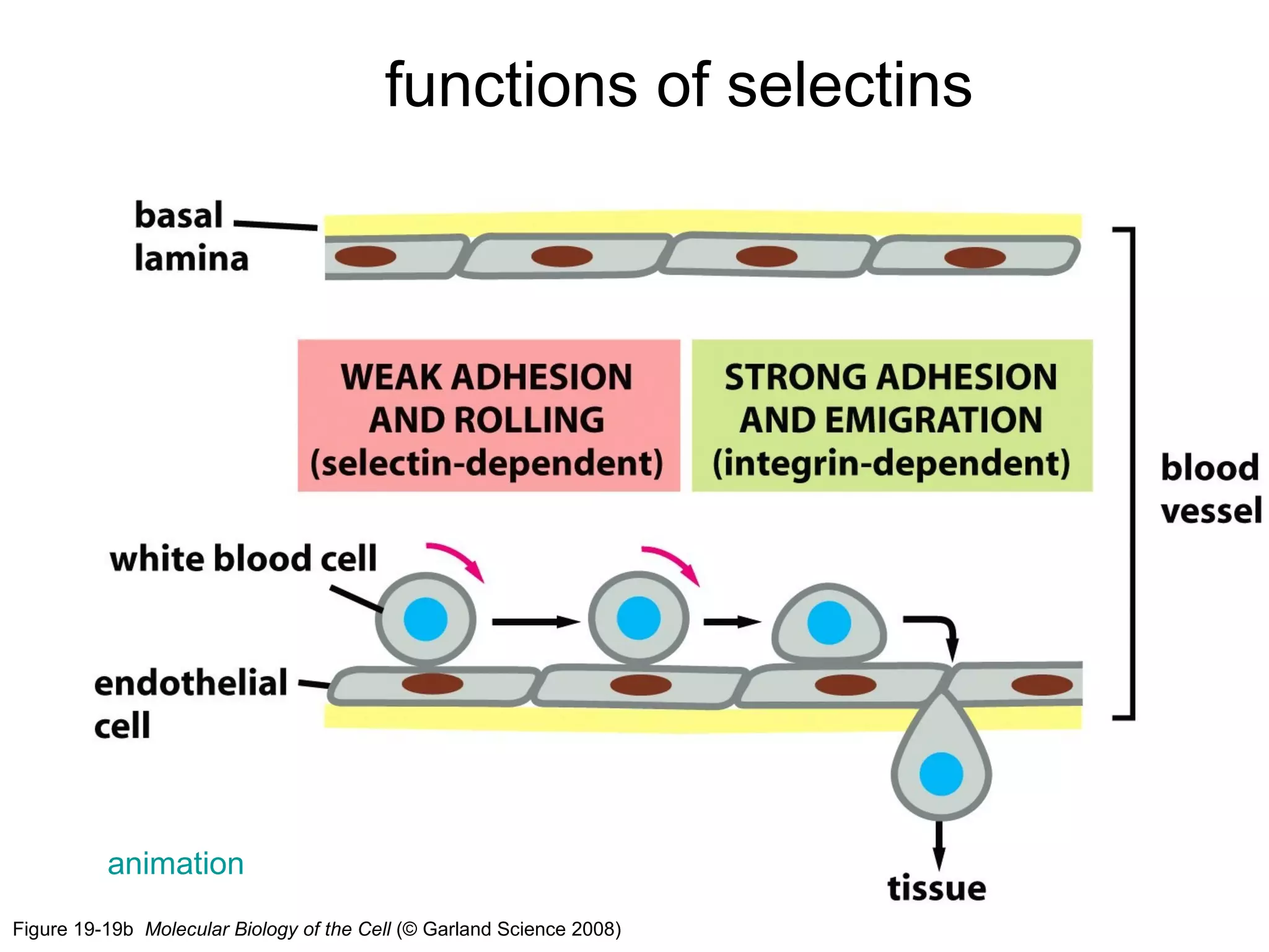 functions of selectins

animation
Figure 19-19b Molecular Biology of the Cell (© Garland Science 2008)

 