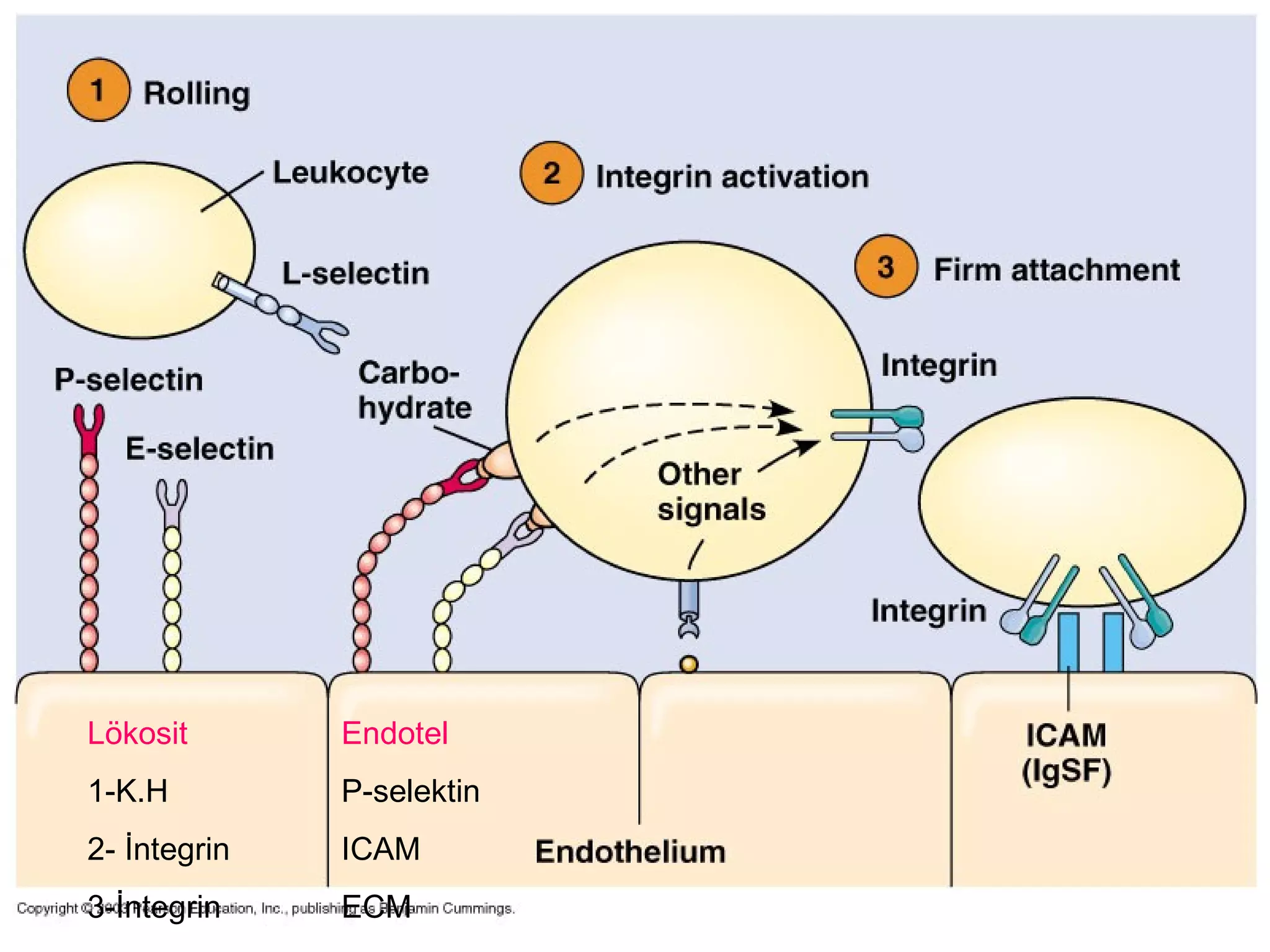 Lökosit

Endotel

1-K.H

P-selektin

2- İntegrin

ICAM

3-İntegrin

ECM

 