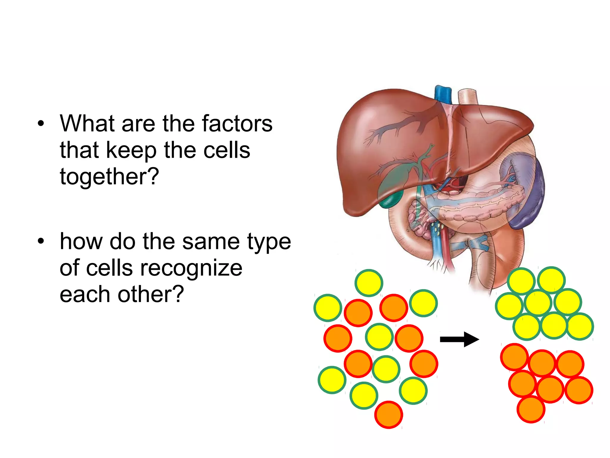 • What are the factors
that keep the cells
together?
• how do the same type
of cells recognize
each other?

 