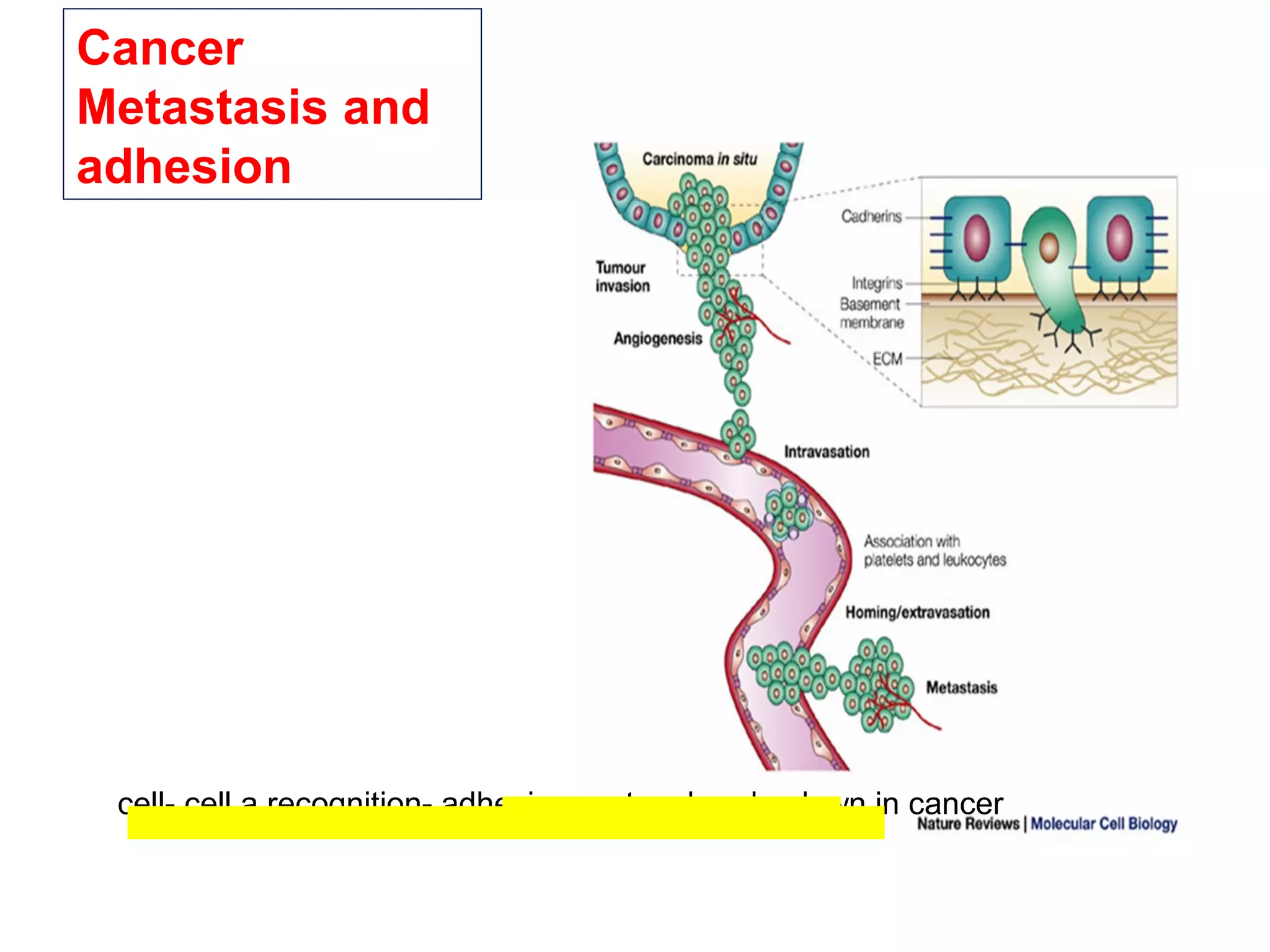 Cancer
Metastasis and
adhesion

cell- cell a recognition- adhesion system breaks down in cancer

 