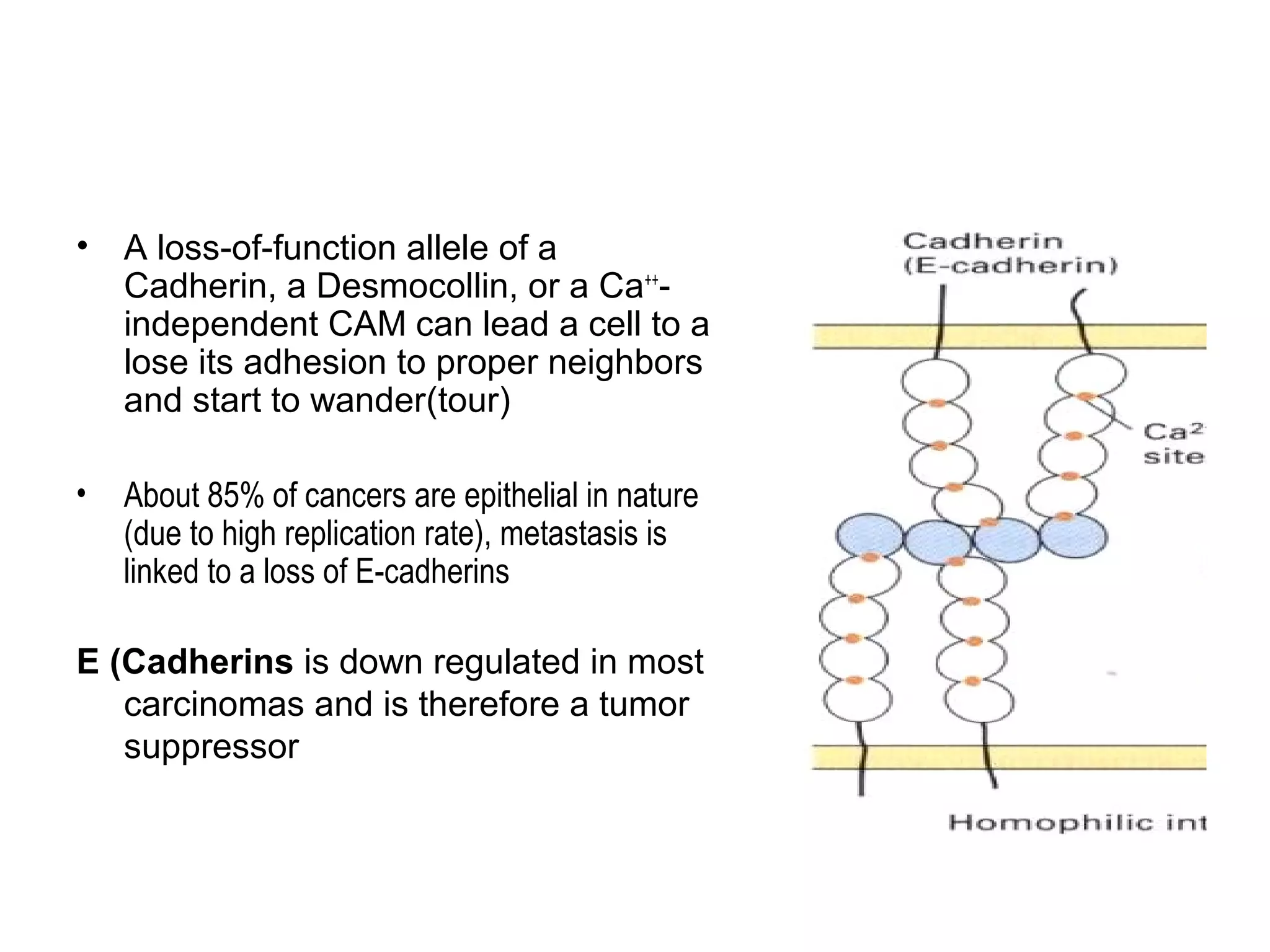 •

A loss-of-function allele of a
Cadherin, a Desmocollin, or a Ca++independent CAM can lead a cell to a
lose its adhesion to proper neighbors
and start to wander(tour)

•

About 85% of cancers are epithelial in nature
(due to high replication rate), metastasis is
linked to a loss of E-cadherins

E (Cadherins is down regulated in most
carcinomas and is therefore a tumor
suppressor

 