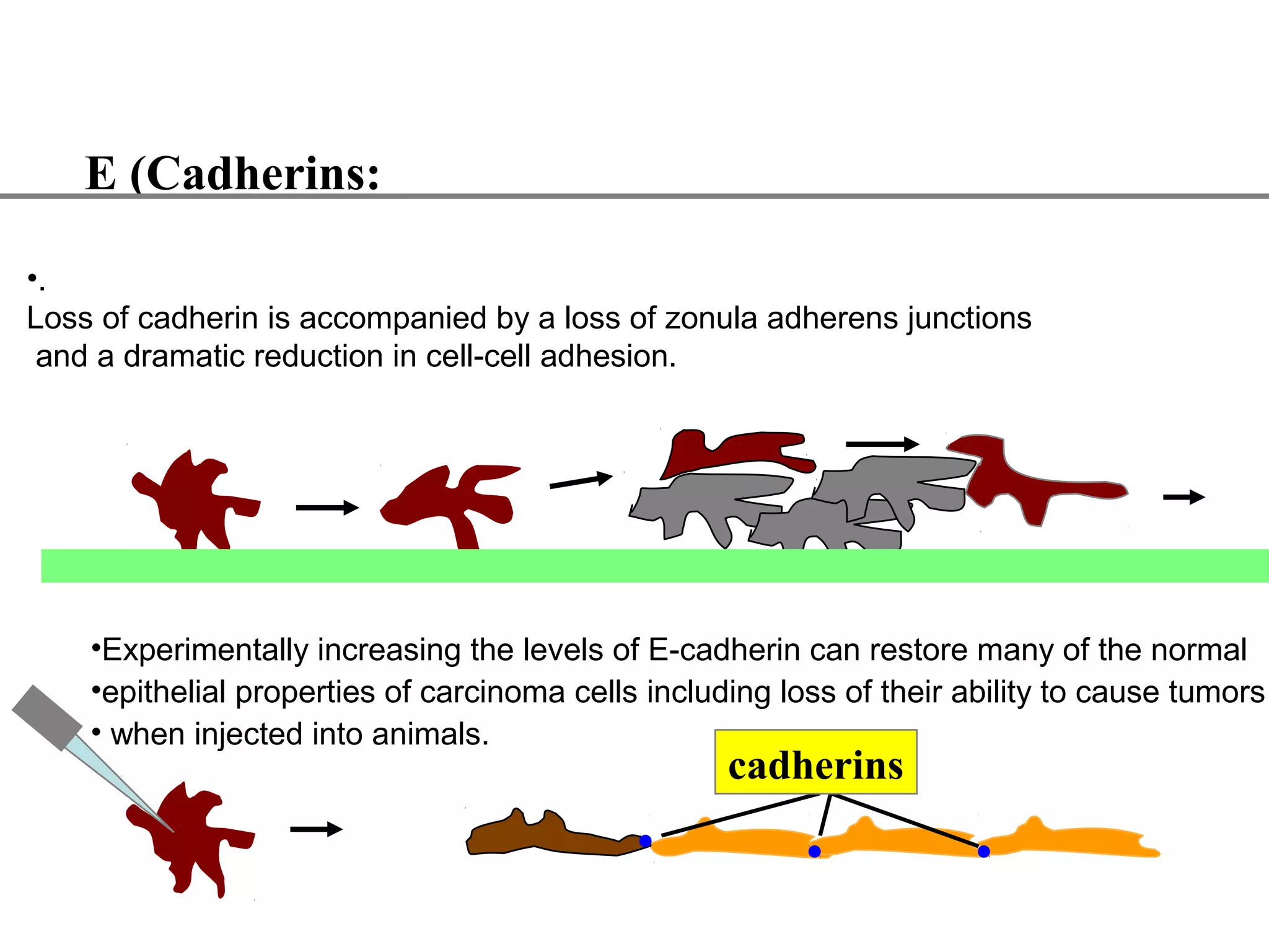 E (Cadherins:
•.
Loss of cadherin is accompanied by a loss of zonula adherens junctions
and a dramatic reduction in cell-cell adhesion.

•Experimentally increasing the levels of E-cadherin can restore many of the normal
•epithelial properties of carcinoma cells including loss of their ability to cause tumors
• when injected into animals.

cadherins

 