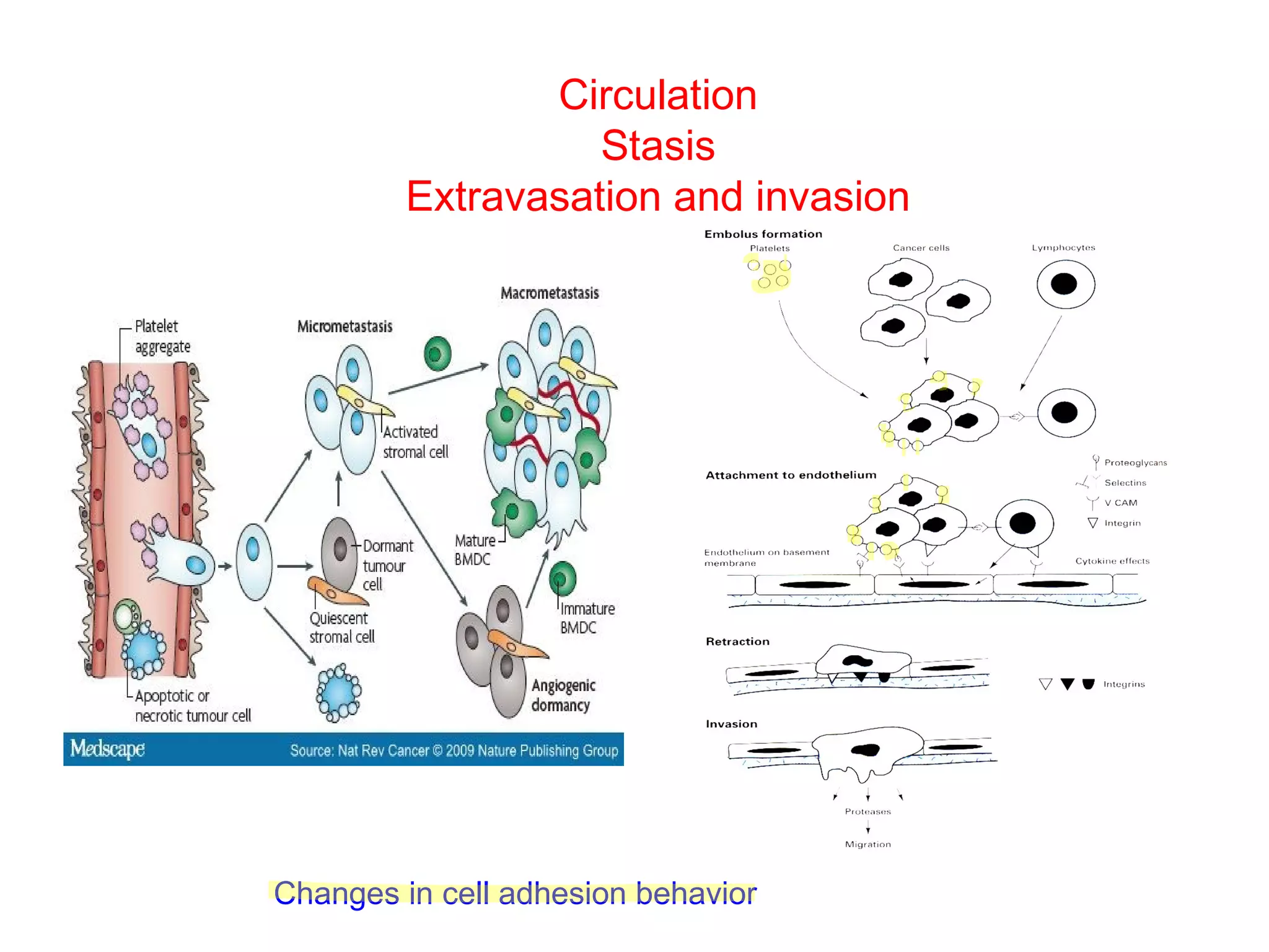 Circulation
Stasis
Extravasation and invasion

Changes in cell adhesion behavior

 
