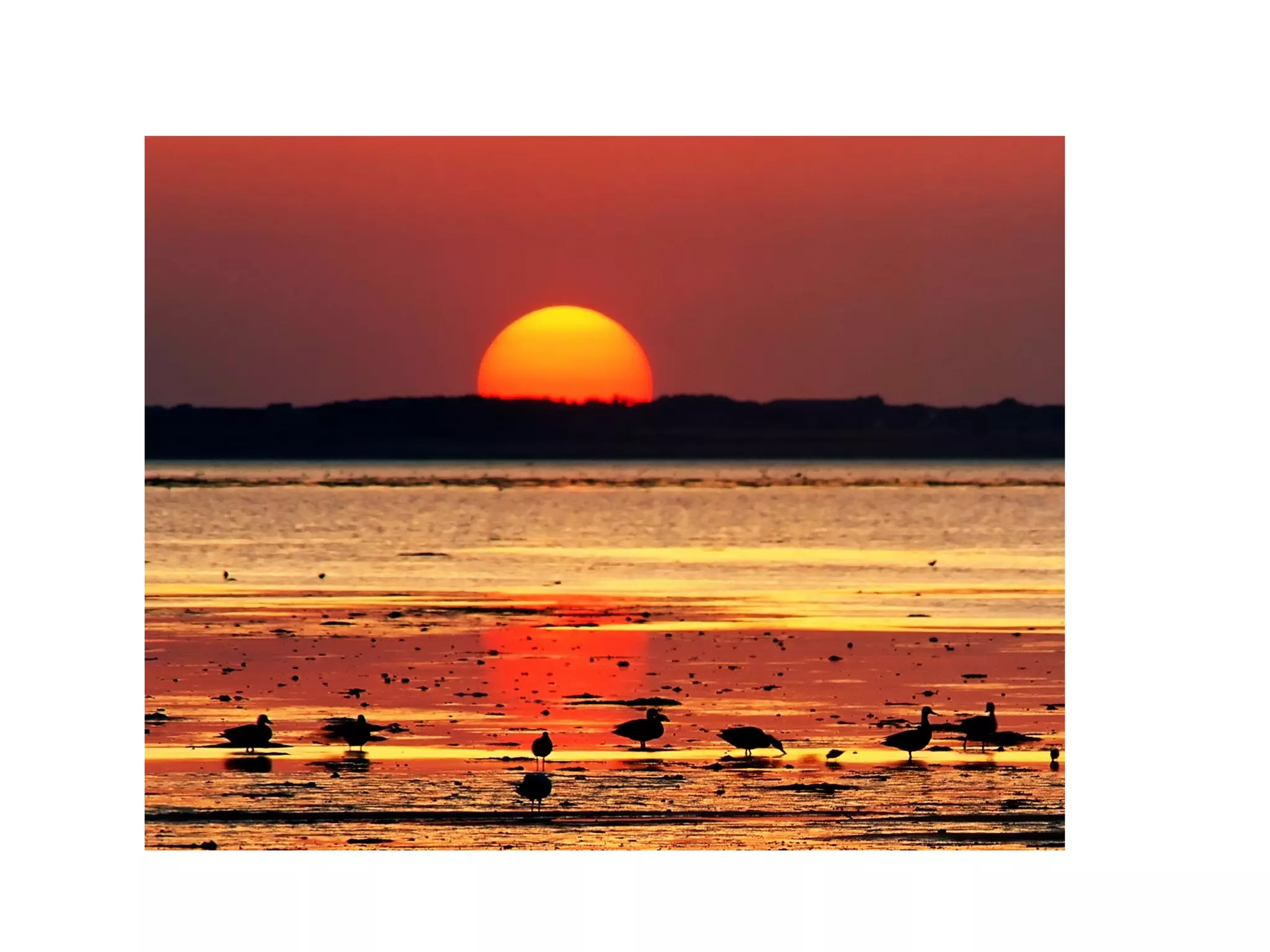 İng tip adezyonmoleküll