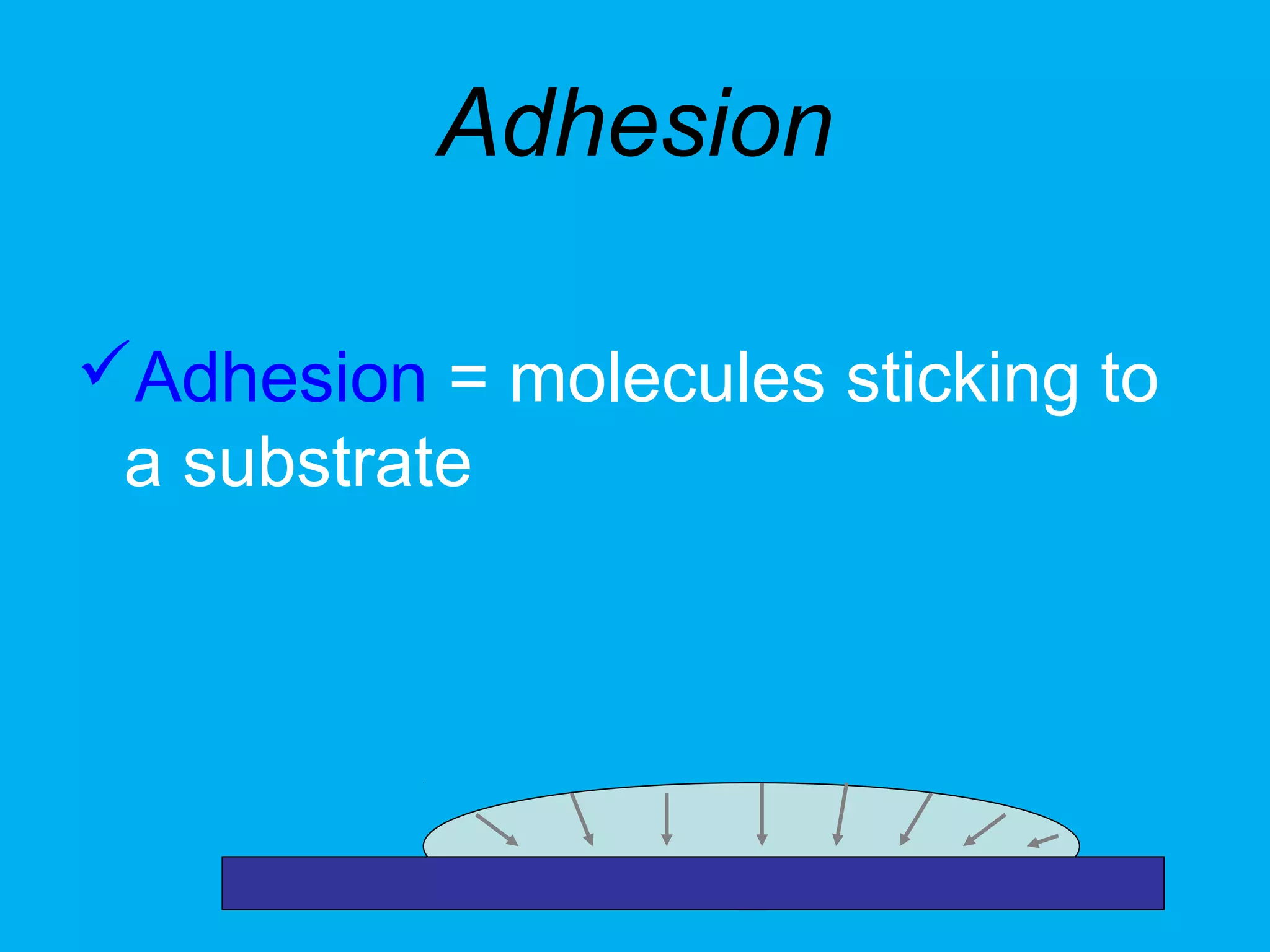 Adhesion
Adhesion = molecules sticking to
a substrate

 