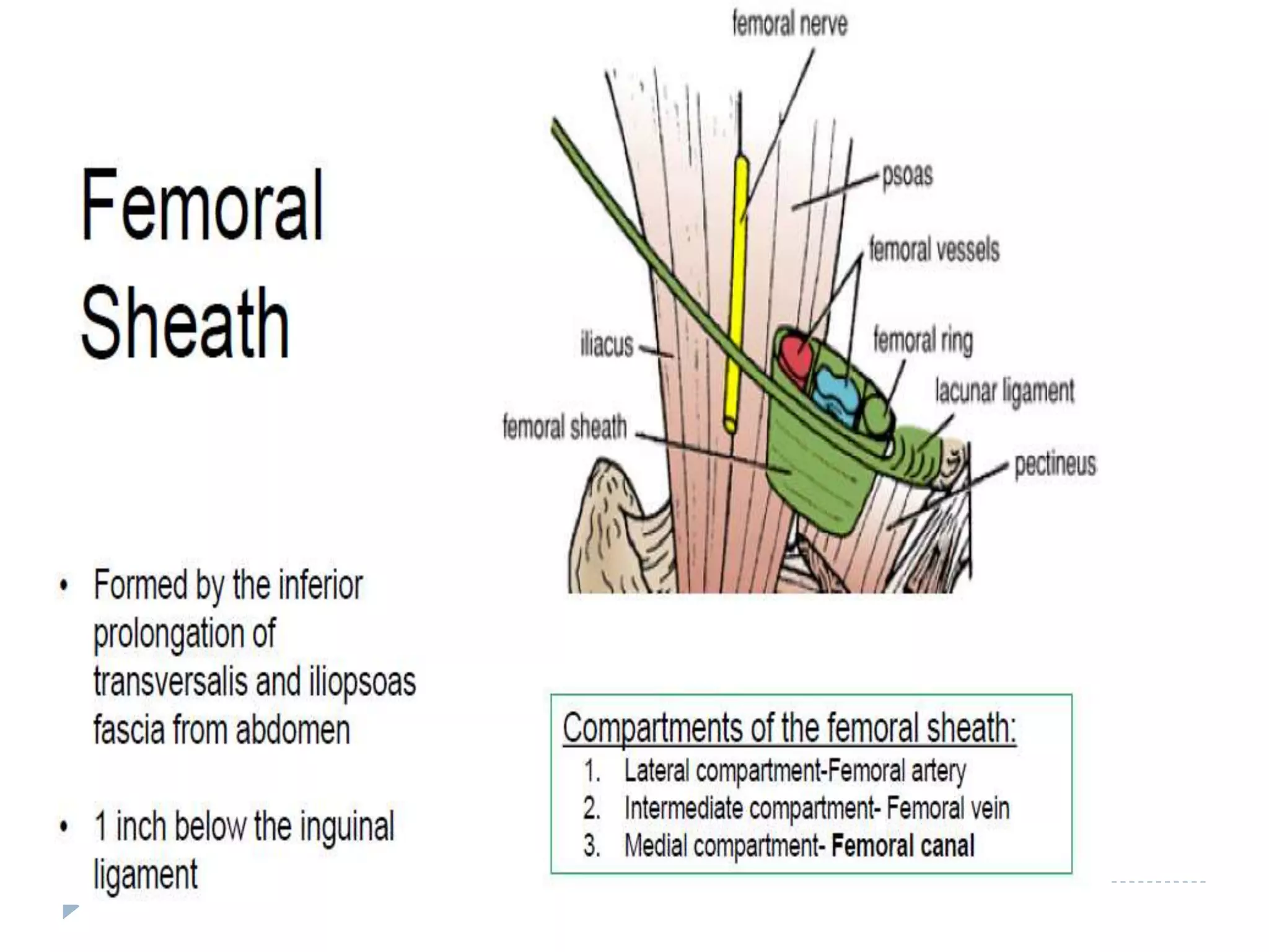 Inguinal and Femoral hernia | PPTX