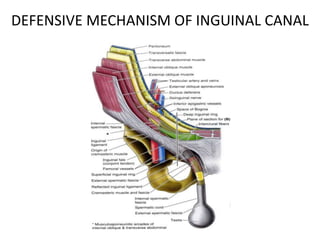 DEFENSIVE MECHANISM OF INGUINAL CANAL
 