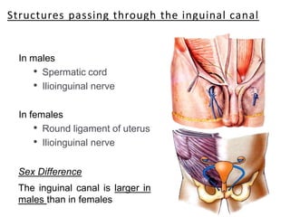 Structures passing through the inguinal canal
In males
• Spermatic cord
• Ilioinguinal nerve
In females
• Round ligament of uterus
• Ilioinguinal nerve
Sex Difference
The inguinal canal is larger in
males than in females
 