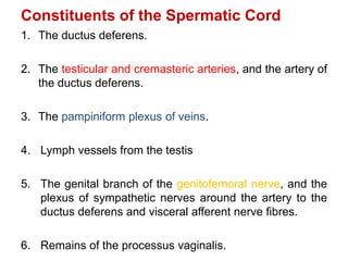 Constituents of the Spermatic Cord
1. The ductus deferens.
2. The testicular and cremasteric arteries, and the artery of
the ductus deferens.
3. The pampiniform plexus of veins.
4. Lymph vessels from the testis
5. The genital branch of the genitofemoral nerve, and the
plexus of sympathetic nerves around the artery to the
ductus deferens and visceral afferent nerve fibres.
6. Remains of the processus vaginalis.
 