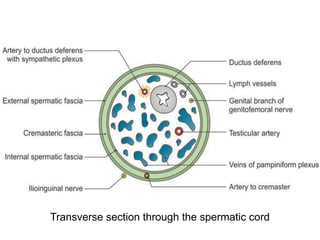 Transverse section through the spermatic cord
 