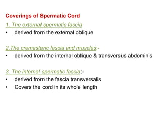 Coverings of Spermatic Cord
1. The external spermatic fascia
• derived from the external oblique
2.The cremasteric fascia and muscles:-
• derived from the internal oblique & transversus abdominis
3. The internal spermatic fascia:-
• derived from the fascia transversalis
• Covers the cord in its whole length
 