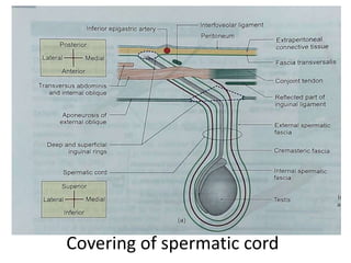 Covering of spermatic cord
 
