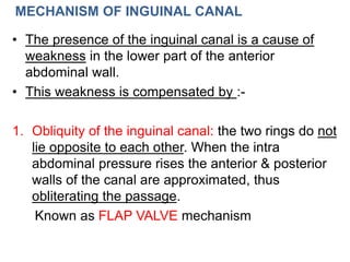 MECHANISM OF INGUINAL CANAL
• The presence of the inguinal canal is a cause of
weakness in the lower part of the anterior
abdominal wall.
• This weakness is compensated by :-
1. Obliquity of the inguinal canal: the two rings do not
lie opposite to each other. When the intra
abdominal pressure rises the anterior & posterior
walls of the canal are approximated, thus
obliterating the passage.
Known as FLAP VALVE mechanism
 