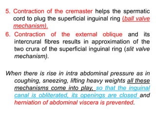 5. Contraction of the cremaster helps the spermatic
cord to plug the superficial inguinal ring (ball valve
mechanism).
6. Contraction of the external oblique and its
intercrural fibres results in approximation of the
two crura of the superficial inguinal ring (slit valve
mechanism).
When there is rise in intra abdominal pressure as in
coughing, sneezing, lifting heavy weights all these
mechanisms come into play, so that the inguinal
canal is obliterated, its openings are closed and
herniation of abdominal viscera is prevented.
 