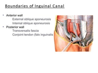 Boundaries of Inguinal Canal
• Anterior wall
External oblique aponeurosis
Internal oblique aponeurosis
• Posterior wall
Transversalis fascia
Conjoint tendon (falx inguinalis)
 