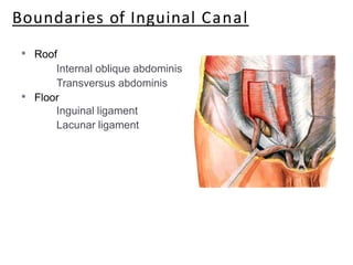 Boundaries of Inguinal Canal
• Roof
Internal oblique abdominis
Transversus abdominis
• Floor
Inguinal ligament
Lacunar ligament
 