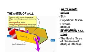 THEANTERIORWALL
• .In its whole
extent
• Skin
• Superficial fascia
• External
oblique
aponeurosis
•
• In its lateral one-
third
• The fleshy fibres
of the internal
oblique muscle.
 