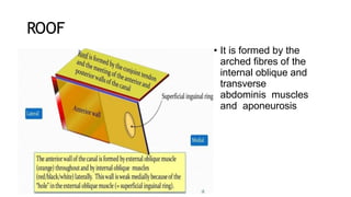 ROOF
• It is formed by the
arched fibres of the
internal oblique and
transverse
abdominis muscles
and aponeurosis
 