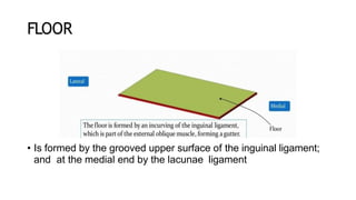 FLOOR
• Is formed by the grooved upper surface of the inguinal ligament;
and at the medial end by the lacunae ligament
 