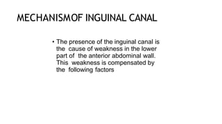 MECHANISMOF INGUINAL CANAL
• The presence of the inguinal canal is
the cause of weakness in the lower
part of the anterior abdominal wall.
This weakness is compensated by
the following factors
 