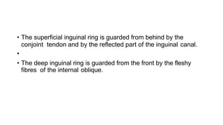 • The superficial inguinal ring is guarded from behind by the
conjoint tendon and by the reflected part of the inguinal canal.
•
• The deep inguinal ring is guarded from the front by the fleshy
fibres of the internal oblique.
 