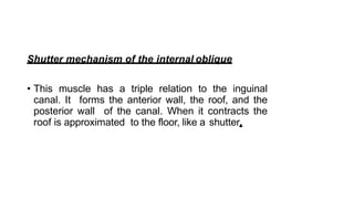 Shutter mechanism of the internal oblique
• This muscle has a triple relation to the inguinal
canal. It forms the anterior wall, the roof, and the
posterior wall of the canal. When it contracts the
roof is approximated to the floor, like a shutter.
 