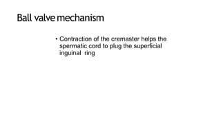 Ball valvemechanism
• Contraction of the cremaster helps the
spermatic cord to plug the superficial
inguinal ring
 