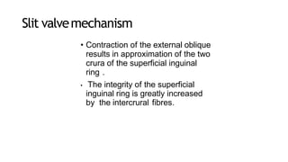 Slit valvemechanism
• Contraction of the external oblique
results in approximation of the two
crura of the superficial inguinal
ring .
• The integrity of the superficial
inguinal ring is greatly increased
by the intercrural fibres.
 